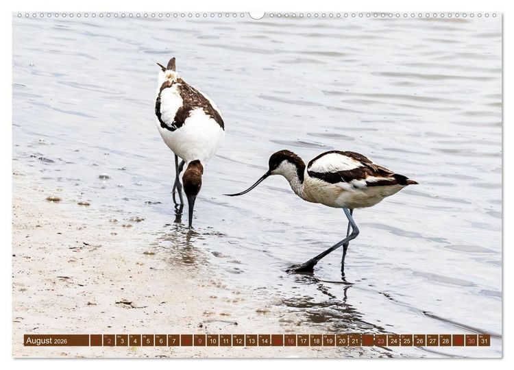 Produktbild: Die Vogelwelt der Camargue (hochwertiger Premium Wandkalender 2026 DIN A2 quer), Kunstdruck in Hochglanz