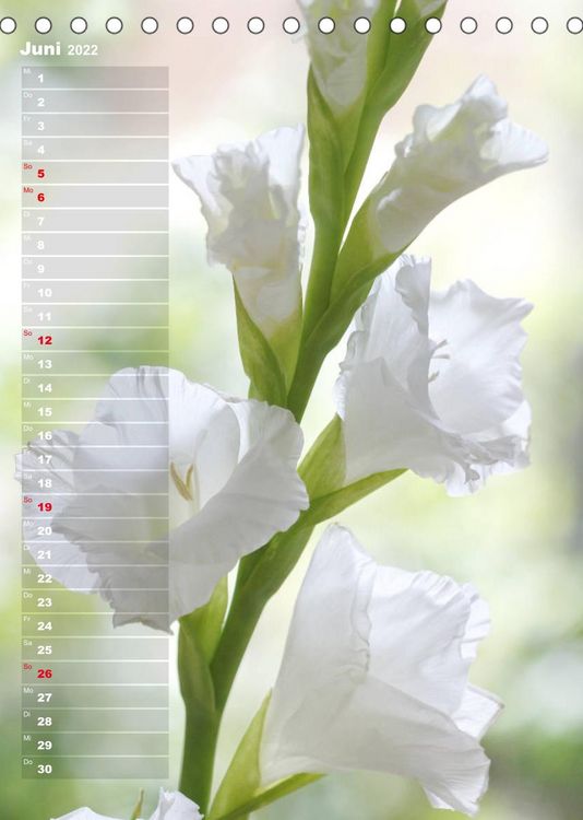 Produktbild: Gladiolenpracht (Tischkalender 2022 DIN A5 hoch)