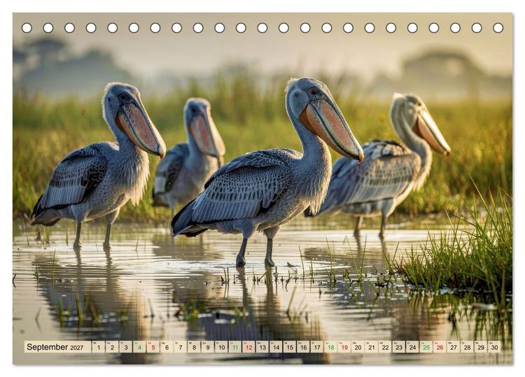 Produktbild: Schuhschnabel Vogel (Tischkalender 2027 DIN A5 quer), CALVENDO Monatskalender
