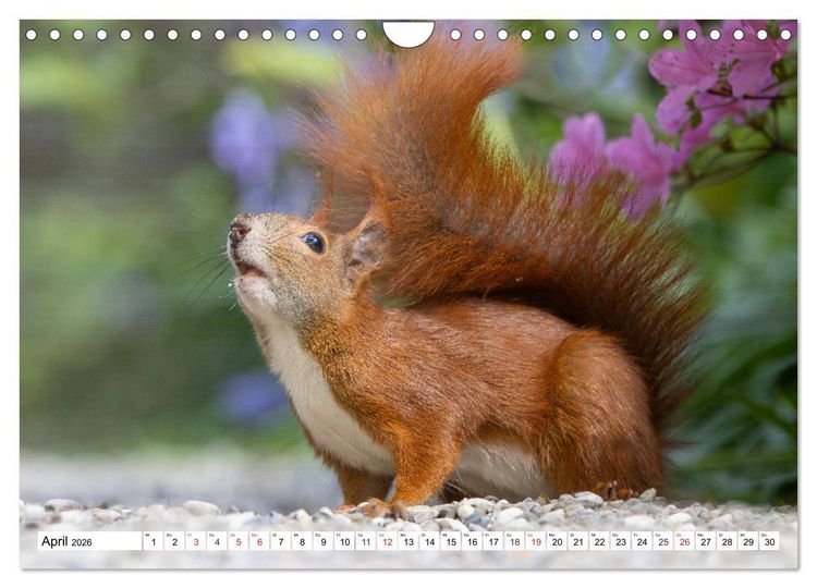 Produktbild: Eichh&ouml;rnchen im K&ouml;niglichen Garten (Wandkalender 2026 DIN A4 quer), CALVENDO Monatskalender