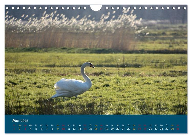 Produktbild: Naturschutzgebiet W&uuml;mme (Wandkalender 2026 DIN A4 quer), CALVENDO Monatskalender