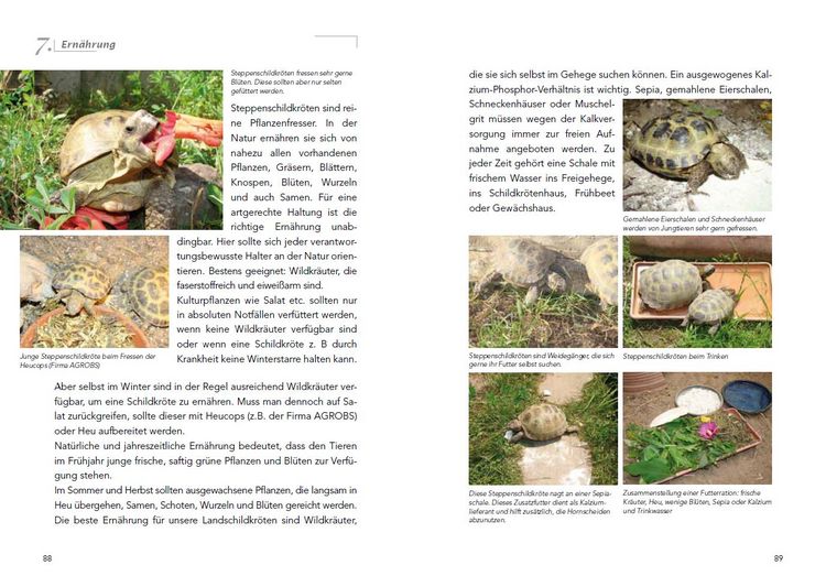 Produktbild: Die Haltung der Steppenschildkr&ouml;ten Agrionemys horsfieldii
