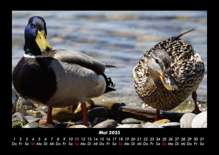 Produktbild: Enten 2025 Fotokalender DIN A3