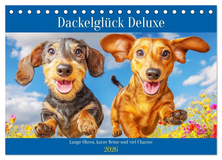 Produktbild: Dackelgl&uuml;ck Deluxe. Lange Ohren, kurze Beine und viel Charme (Tischkalender 2026 DIN A5 quer), CALVENDO Monatskalender