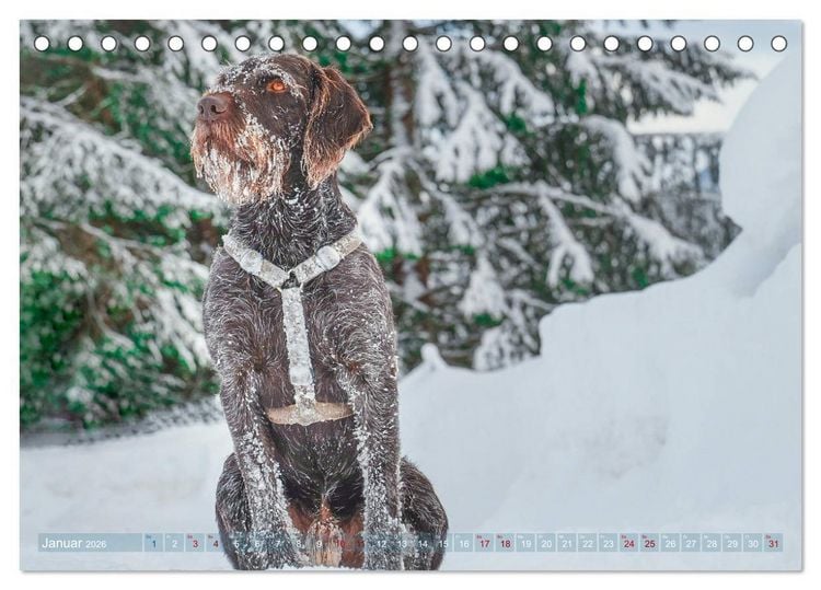 Produktbild: Deutsch Drahthaar - Ein Jahr mit Max (Tischkalender 2026 DIN A5 quer), CALVENDO Monatskalender