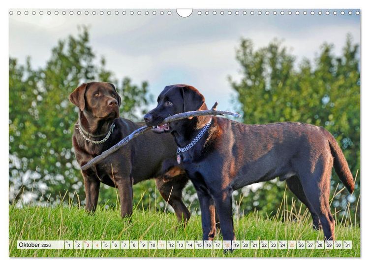 Produktbild: Beste Buddys (Wandkalender 2026 DIN A3 quer), CALVENDO Monatskalender
