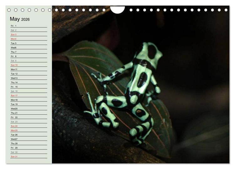 Produktbild: Poison dart frogs / UK-Version / Birthday Calendar (Wall Calendar 2026 DIN A4 landscape), CALVENDO 12 Month Wall Calendar