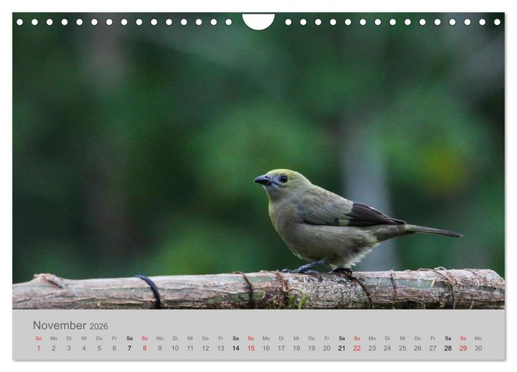 Produktbild: Costa Rica - Exotische V&ouml;gel im Regenwald (Wandkalender 2026 DIN A4 quer), CALVENDO Monatskalender