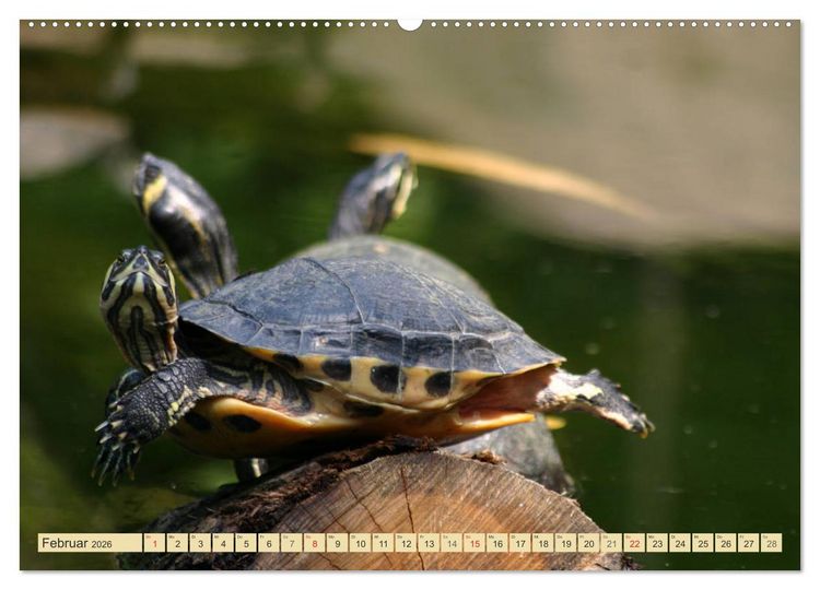 Produktbild: Schildkr&ouml;ten - Gepanzerte Urzeitwesen (hochwertiger Premium Wandkalender 2026 DIN A2 quer), Kunstdruck in Hochglanz