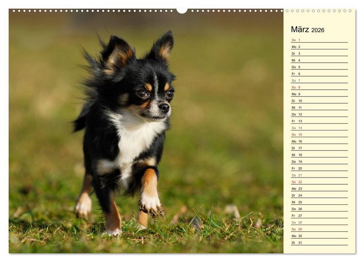 Produktbild: Chihuahua - Kleine Hunde ganz gro&szlig; (hochwertiger Premium Wandkalender 2026 DIN A2 quer), Kunstdruck in Hochglanz