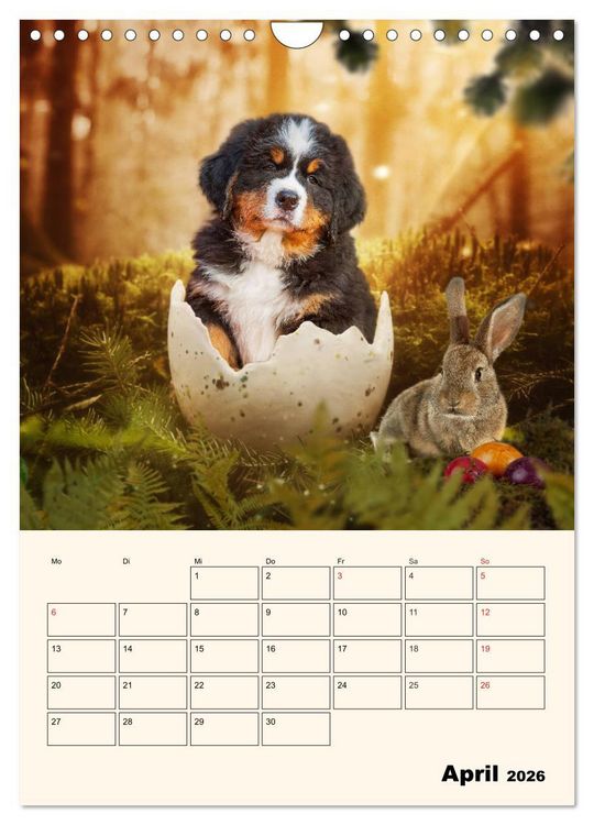 Produktbild: Traumhaft sch&ouml;n - Der Berner Sennenhund (Wandkalender 2026 DIN A4 hoch), CALVENDO Monatskalender