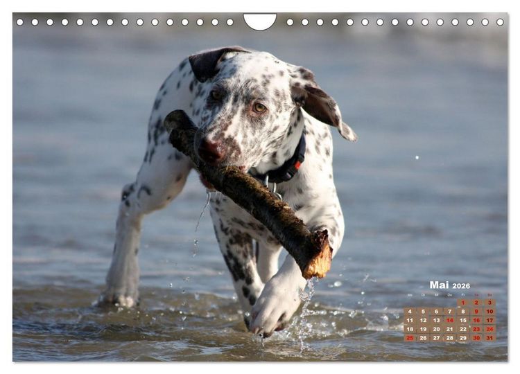 Produktbild: Ein Dalmatiner und ein Beagle - Auf der maritimen Jagd nach dem weltbesten Stock (Wandkalender 2026 DIN A4 quer), CALVENDO Monatskalender
