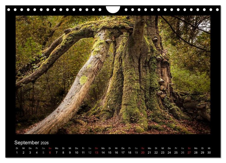 Produktbild: M&auml;rchenhafter Reinhardswald und Urwald Sababurg (Wandkalender 2026 DIN A4 quer), CALVENDO Monatskalender