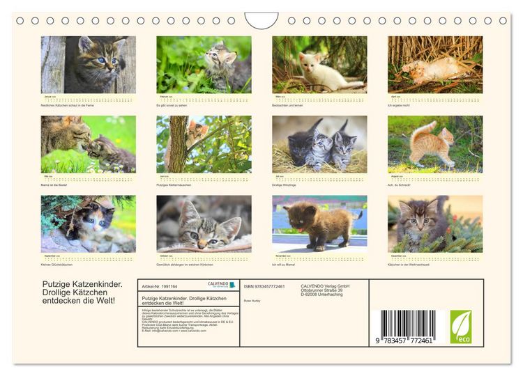 Produktbild: Putzige Katzenkinder. Drollige K&auml;tzchen entdecken die Welt! (Wandkalender 2026 DIN A4 quer), CALVENDO Monatskalender