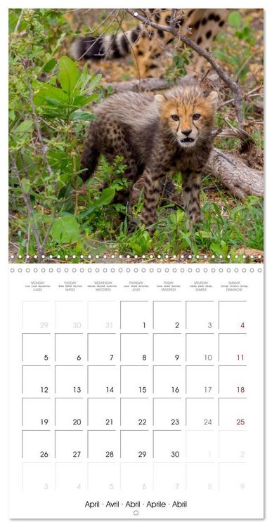 Produktbild: CATS OF AFRICA (Wall Calendar 2027 12 &times; 12 Inch) CALVENDO 12 Month Wall Calendar