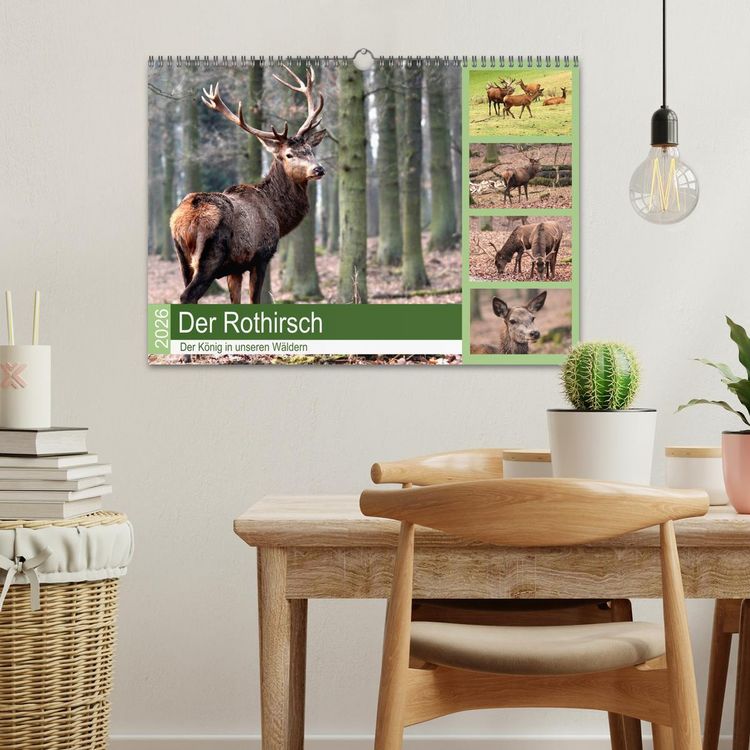 Produktbild: Der Rothirsch - Der K&ouml;nig in unseren W&auml;ldern (Wandkalender 2026 DIN A3 quer), CALVENDO Monatskalender