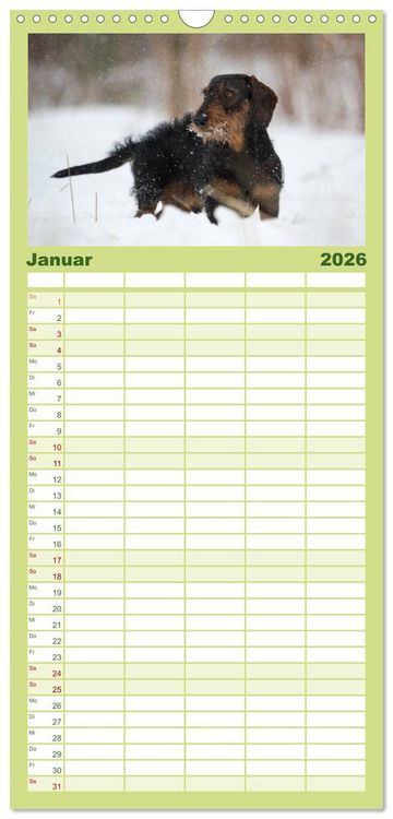 Produktbild: Familienplaner 2026 - DACKEL... wissen was sie wollen... (und was nicht...) mit 5 Spalten (Wandkalender, 21 x 45 cm) CALVENDO