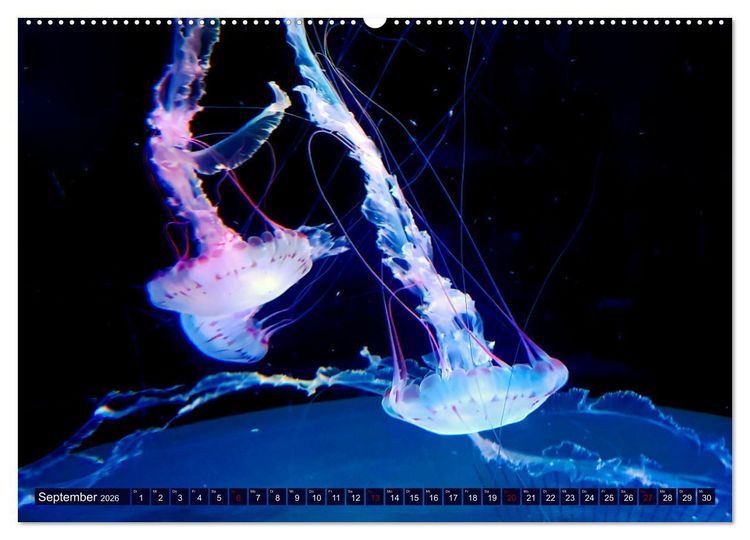 Produktbild: In der Welt der Medusen (Wandkalender 2026 DIN A2 quer), CALVENDO Monatskalender