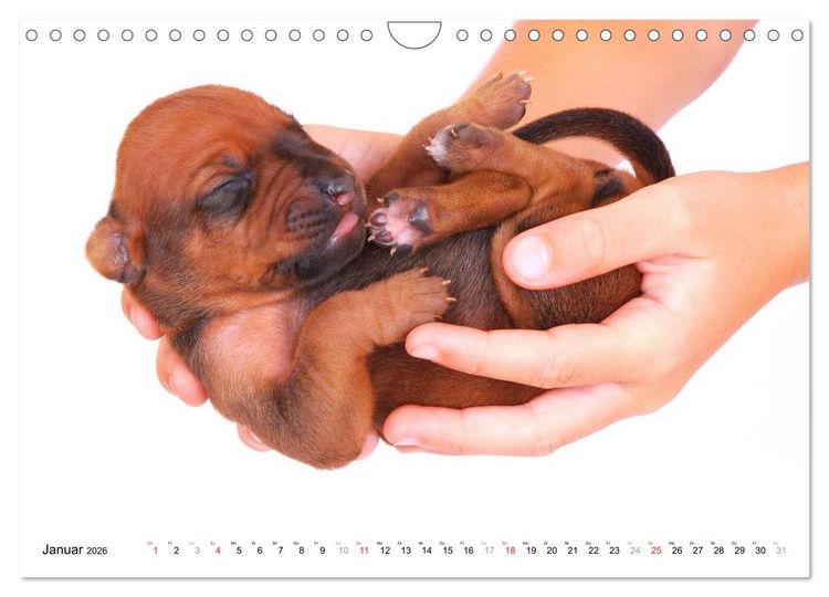 Produktbild: Rhodesian Ridgeback Welpen (Wandkalender 2026 DIN A4 quer), CALVENDO Monatskalender