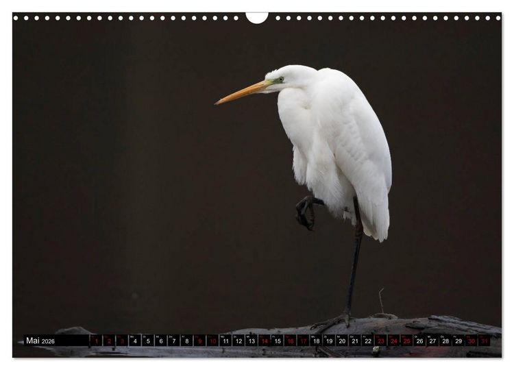 Produktbild: Eleganz in Wei&szlig; - Der Silberreiher (Wandkalender 2026 DIN A3 quer), CALVENDO Monatskalender