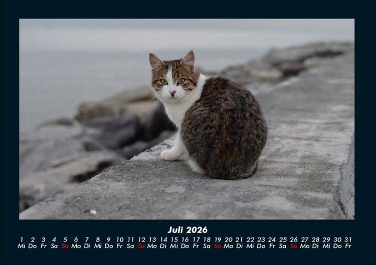Produktbild: Welt der Tiere 2026 Fotokalender DIN A4