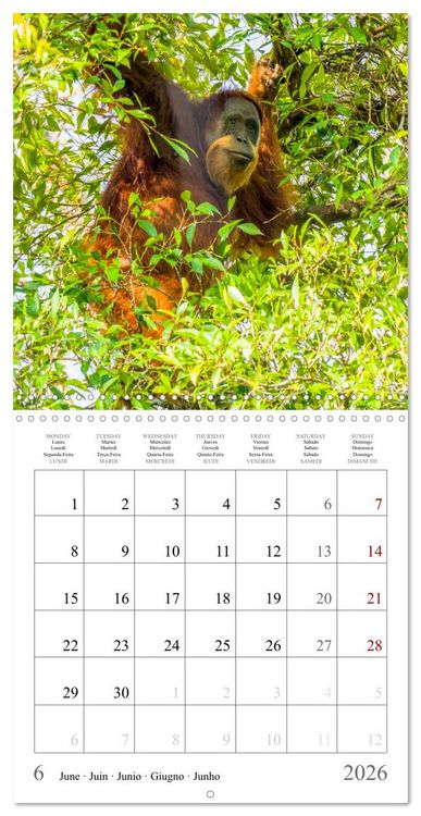 Produktbild: Orangutans in the jungle of Sumatra (Wall Calendar 2026 12 &times; 12 Inch) CALVENDO 12 Month Wall Calendar