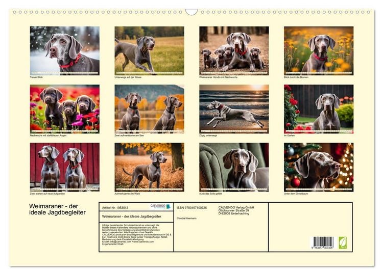 Produktbild: Weimaraner - der ideale Jagdbegleiter (Wandkalender 2026 DIN A2 quer), CALVENDO Monatskalender