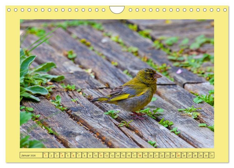 Produktbild: Wir sind die Stars im Garten (Wandkalender 2026 DIN A4 quer), CALVENDO Monatskalender
