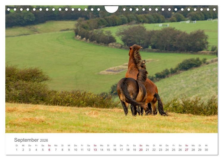 Produktbild: Exmoor Ponnys - Die letzten Ihrer Art (Wandkalender 2026 DIN A4 quer), CALVENDO Monatskalender