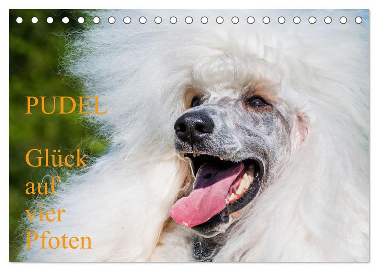 Produktbild: Pudel - Gl&uuml;ck auf vier Pfoten (Tischkalender 2026 DIN A5 quer), CALVENDO Monatskalender