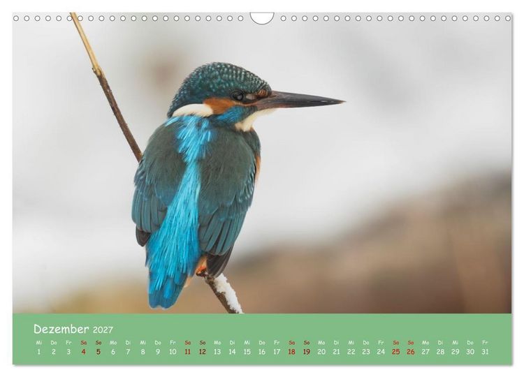 Produktbild: Alcedo atthis. Der Eisvogel (Wandkalender 2027 DIN A3 quer), CALVENDO Monatskalender