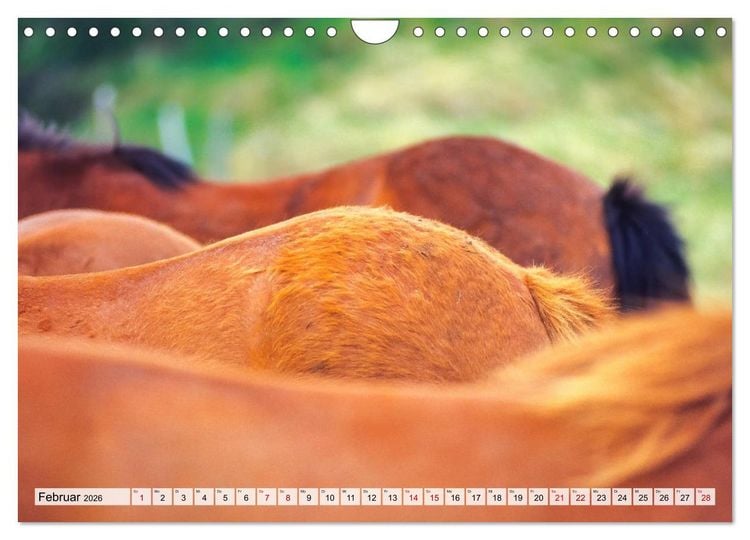 Produktbild: Popo-Kalender (Wandkalender 2026 DIN A4 quer), CALVENDO Monatskalender