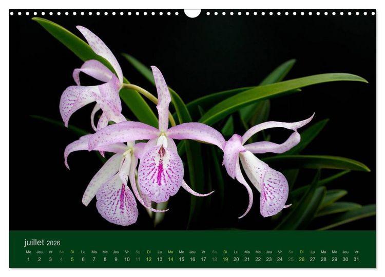 Produktbild: Les Orchid&eacute;es (Calendrier mural 2026 DIN A3 vertical), CALVENDO calendrier mensuel