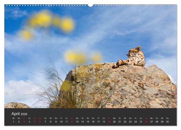 Produktbild: Geparden. Die eleganten Katzen. (hochwertiger Premium Wandkalender 2026 DIN A2 quer), Kunstdruck in Hochglanz