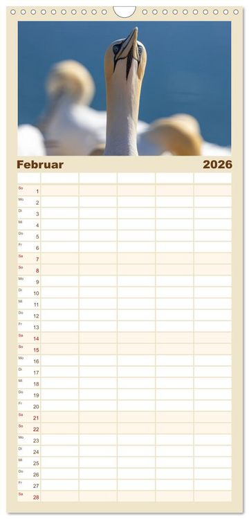 Produktbild: Familienplaner 2026 - Basst&ouml;lpel - Helgolands faszinierende V&ouml;gel mit 5 Spalten (Wandkalender, 21 x 45 cm) CALVENDO