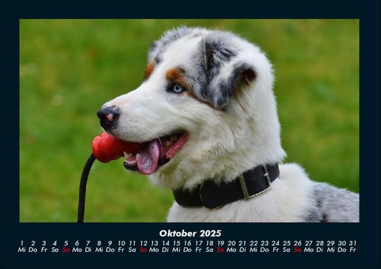 Produktbild: Hundezauber 2025 Fotokalender DIN A4