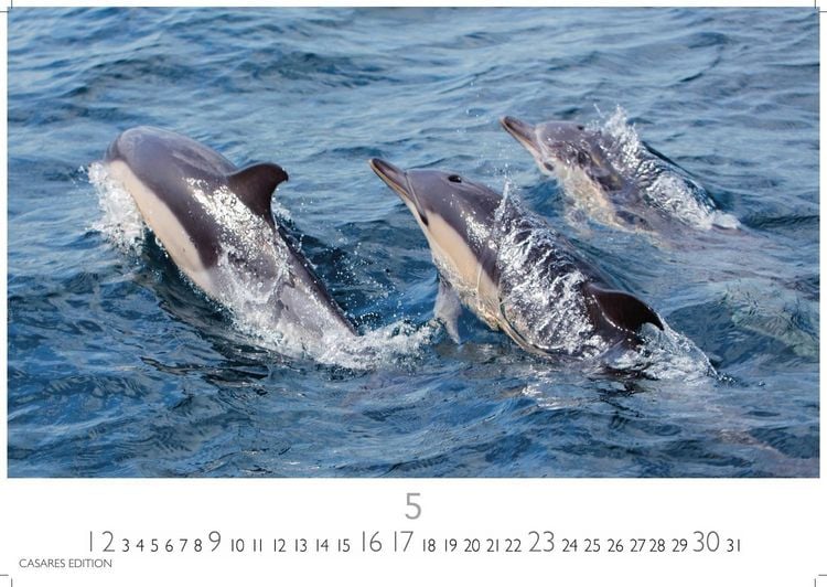 Produktbild: Wale und Delfine Kalender 2027 &ndash; Wandkalender | Fotokalender Tierkalender 24x35cm - Hochwertige Fotografien von Walen und Delfinen, die jeden Monat begeistern.