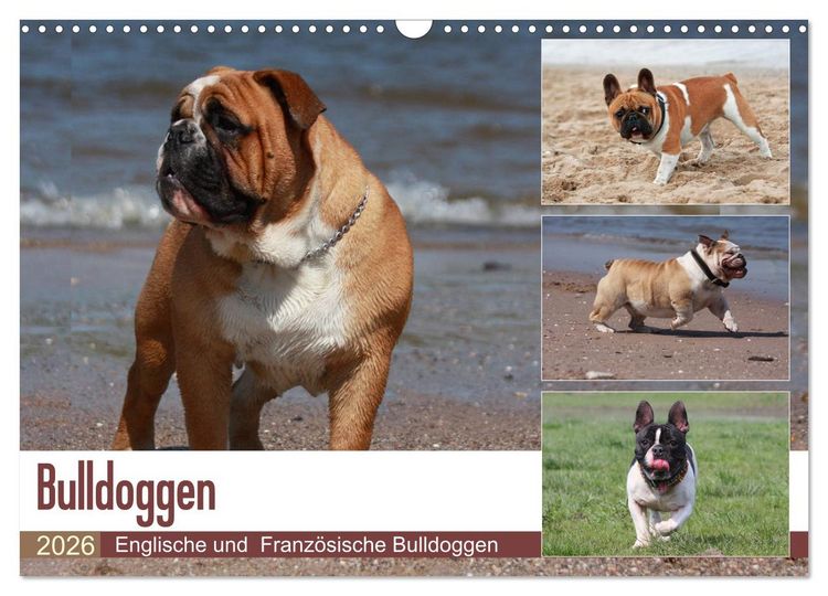 Produktbild: Bulldoggen - Englische und Franz&ouml;sische Bulldoggen (Wandkalender 2026 DIN A3 quer), CALVENDO Monatskalender