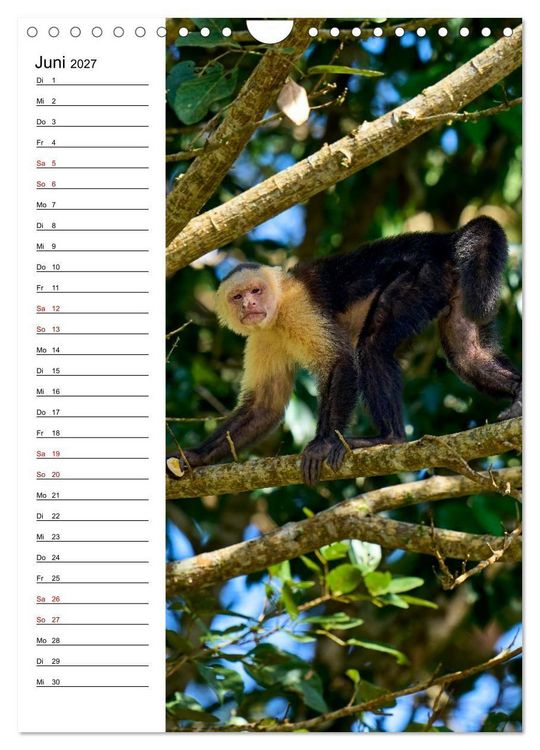 Produktbild: Costa Rica - Magische Tiere des Regenwaldes (Wandkalender 2027 DIN A4 hoch), CALVENDO Monatskalender