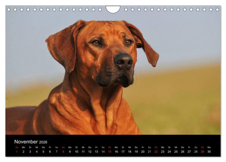Produktbild: Rhodesian Ridgeback 2026 (Wandkalender 2026 DIN A4 quer), CALVENDO Monatskalender