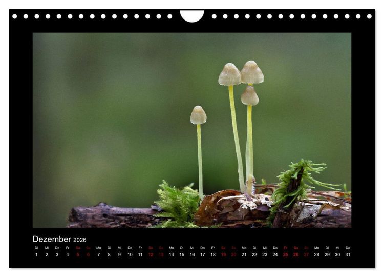 Produktbild: Pilzgalerie - Heimische Pilze aus der Region Rheinland-Pfalz (Wandkalender 2026 DIN A4 quer), CALVENDO Monatskalender