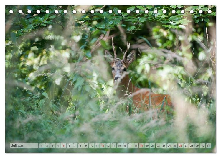 Produktbild: Emotionale Momente: Wild und Jagd. (Tischkalender 2026 DIN A5 quer), CALVENDO Monatskalender
