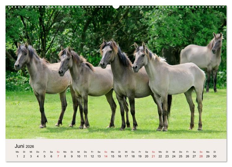 Produktbild: D&uuml;lmener Wildpferde (Wandkalender 2026 DIN A2 quer), CALVENDO Monatskalender