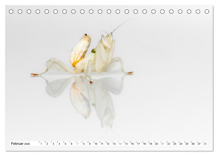 Produktbild: Im Bann der Mantis (Tischkalender 2026 DIN A5 quer), CALVENDO Monatskalender