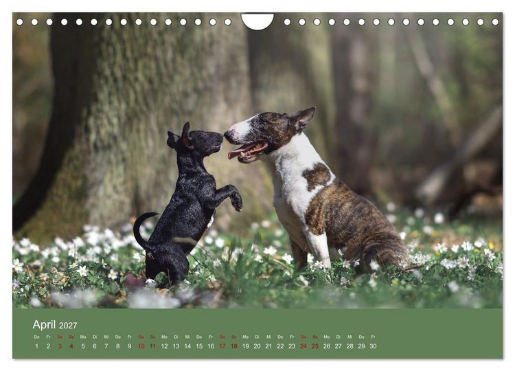Produktbild: Fantastische Bullterrier - Sieger im Herzen (Wandkalender 2027 DIN A4 quer), CALVENDO Monatskalender