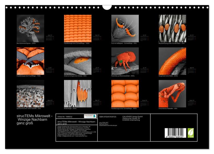 Produktbild: strucTEMs Mikrowelt - Winzige Nachbarn ganz gro&szlig; (Wandkalender 2026 DIN A3 quer), CALVENDO Monatskalender