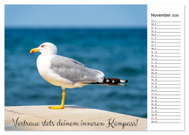 Produktbild: Lebensweisheiten der M&ouml;we - Im Flug des Lebens (Tischkalender 2026 DIN A5 quer), CALVENDO Monatskalender