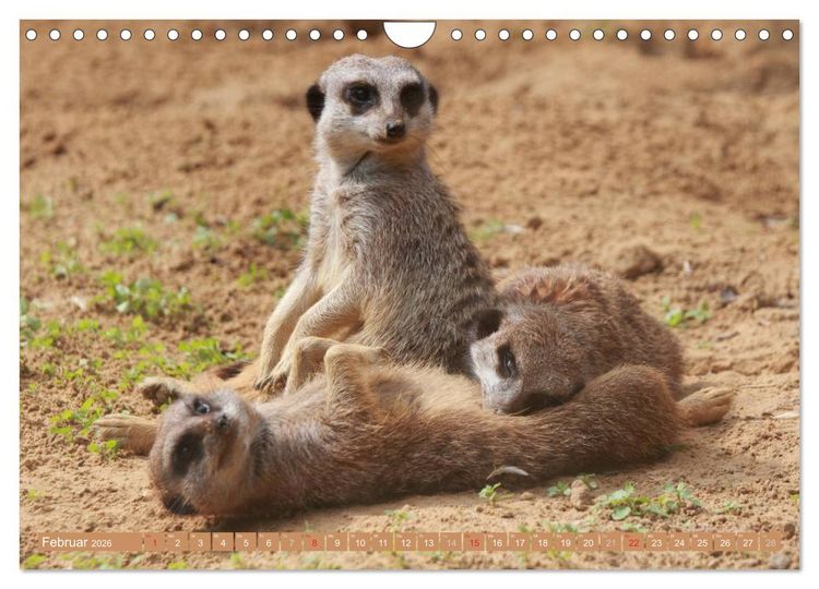 Produktbild: Erdm&auml;nnchen Familienbande (Wandkalender 2026 DIN A4 quer), CALVENDO Monatskalender