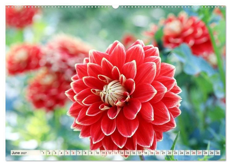 Produktbild: Fascinating Dahlias (High Quality Premium Wall Calendar 2027 DIN A2 landscape),CALVENDO 12 Month Wall Calendar