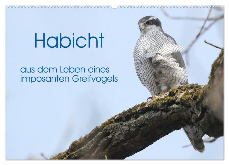 Produktbild: Habicht - aus dem Leben eines imposanten Greifvogels (Wandkalender 2026 DIN A2 quer), CALVENDO Monatskalender